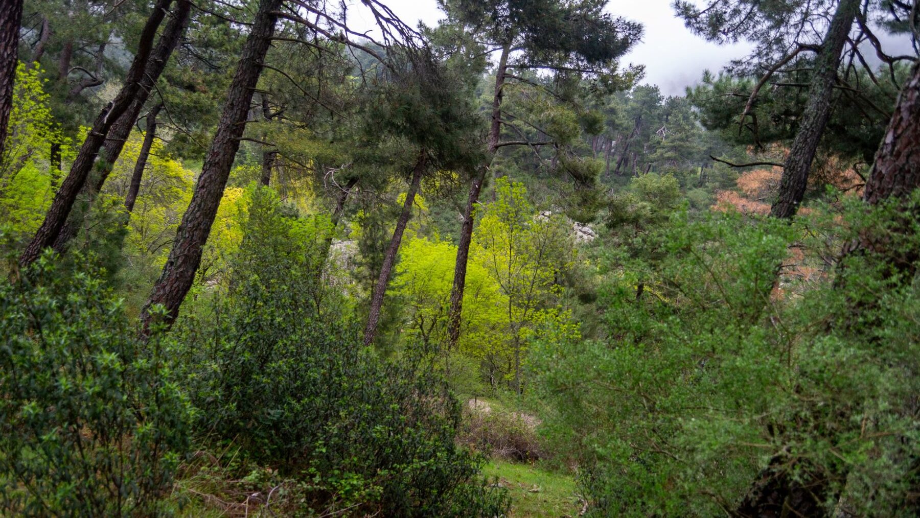 Red Estatal de Montes Públicos REMP Andalucía