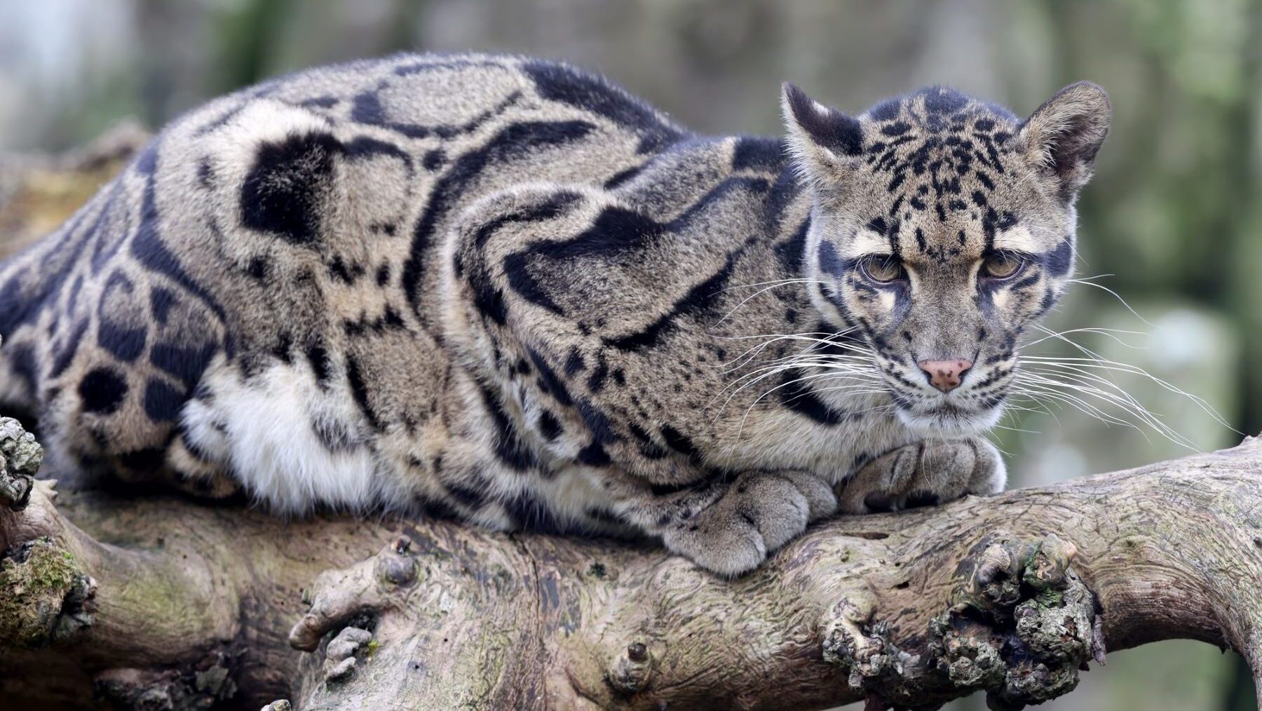 Día Internacional del Leopardo Nublado 2025