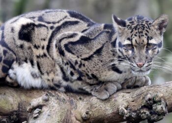 Día Internacional del Leopardo Nublado 2025