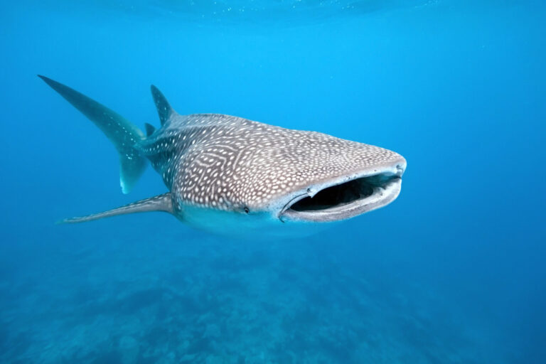 Día Internacional del Tiburón Ballena 2024 amenazados