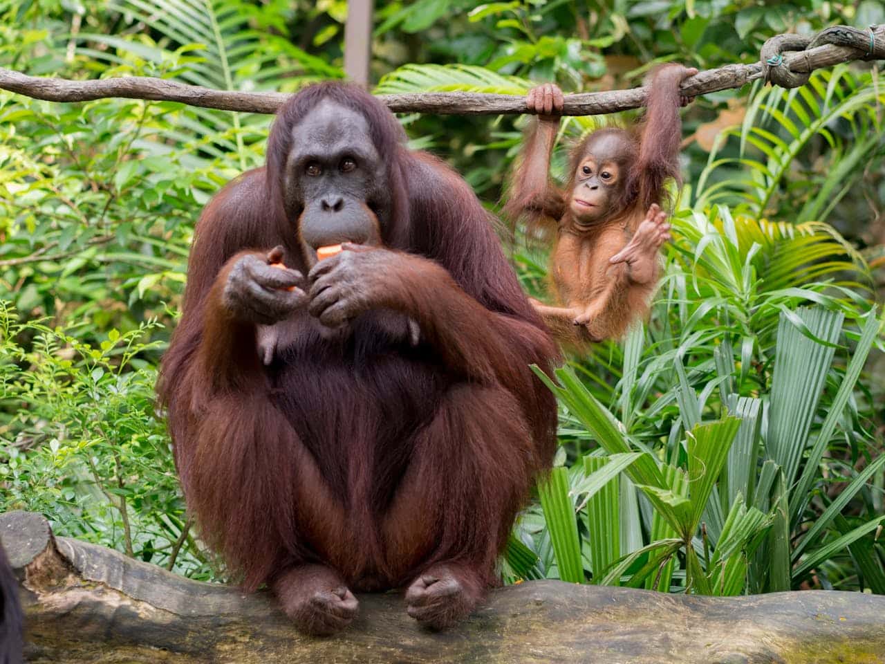 dia mundial orangutan 2025