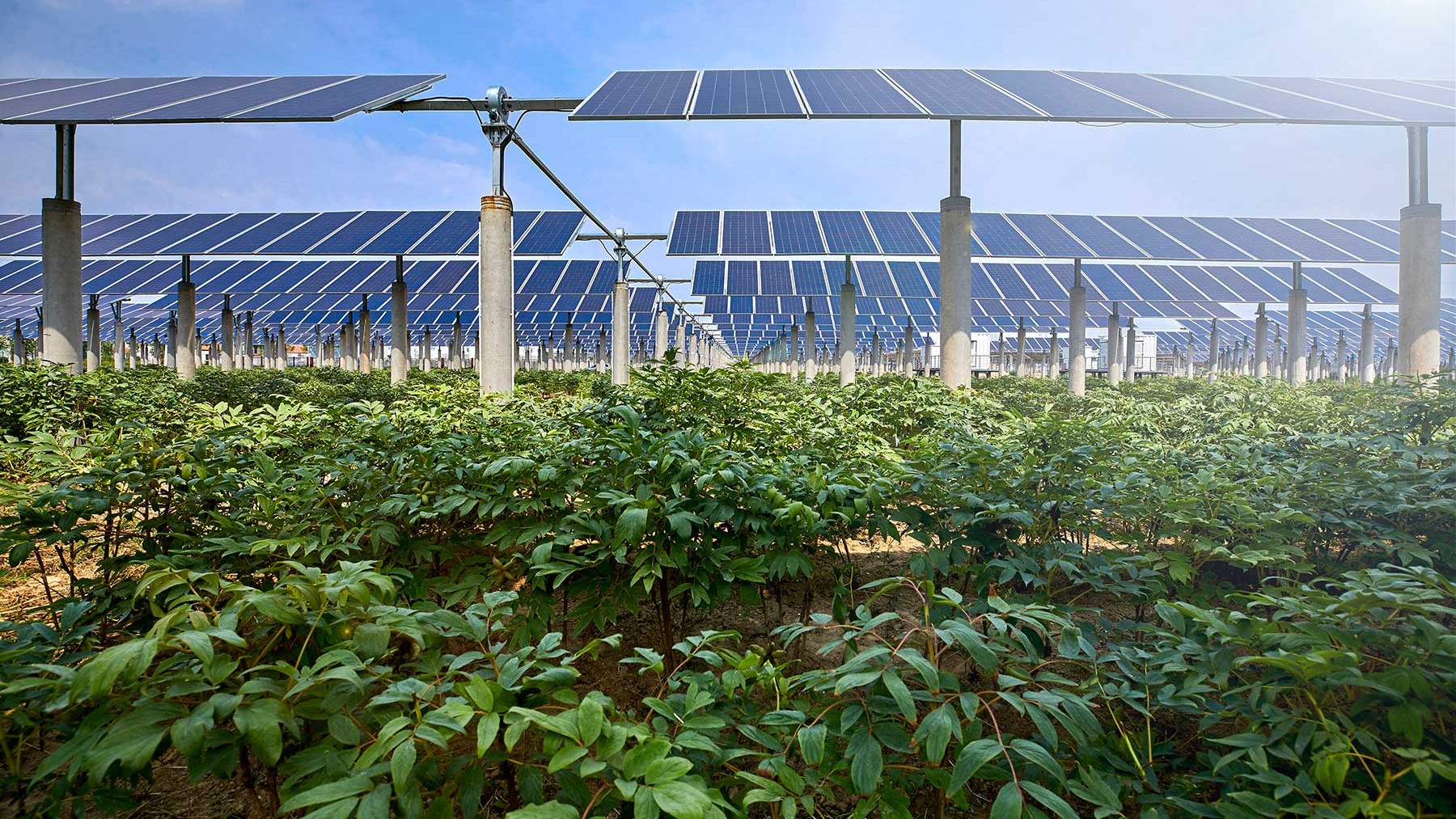 cultivar energía solar