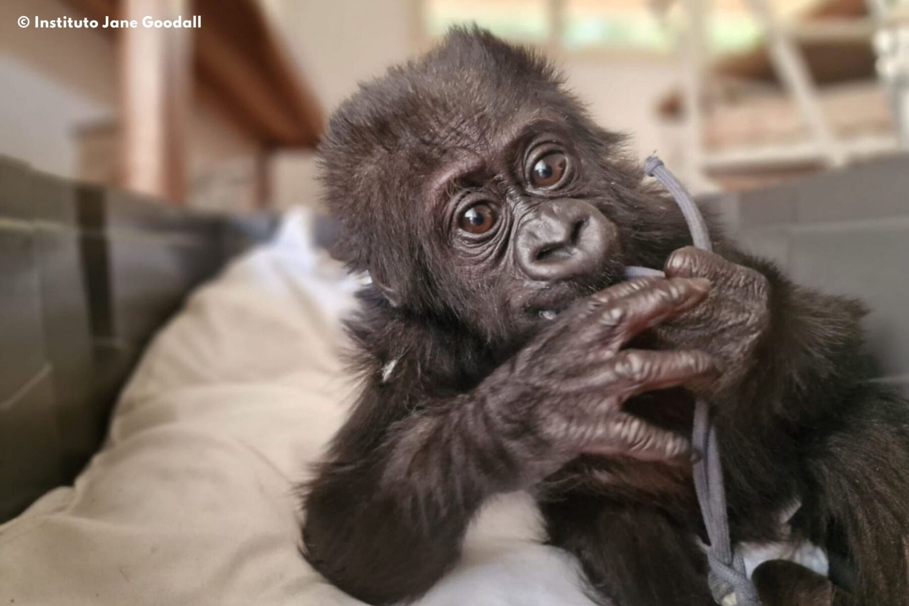 Instituto Jane Goodall bebé gorila tráfico ilegal Congo