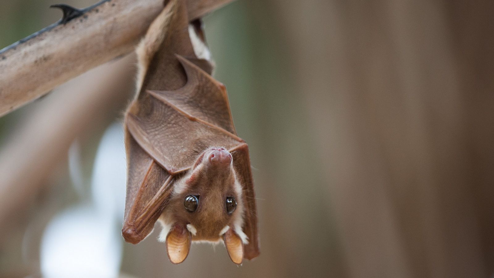 Myotis alcathoe murciélago extinción