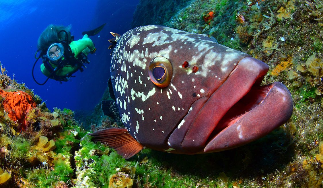 Parque Nacional Marino Mar de Las Calmas alegaciones