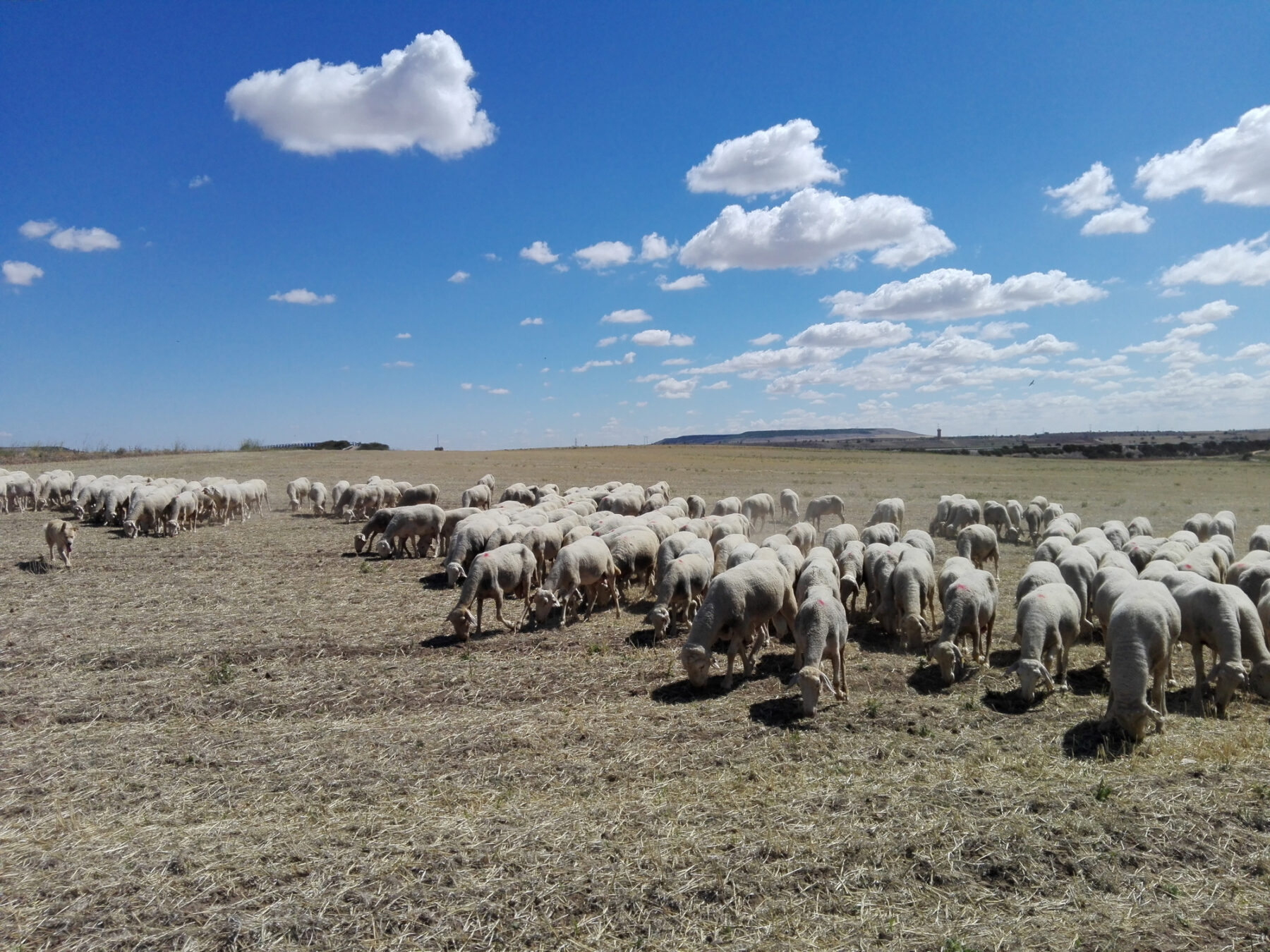 Biodiversidad vegetal zonas secas pastoreadas áridas