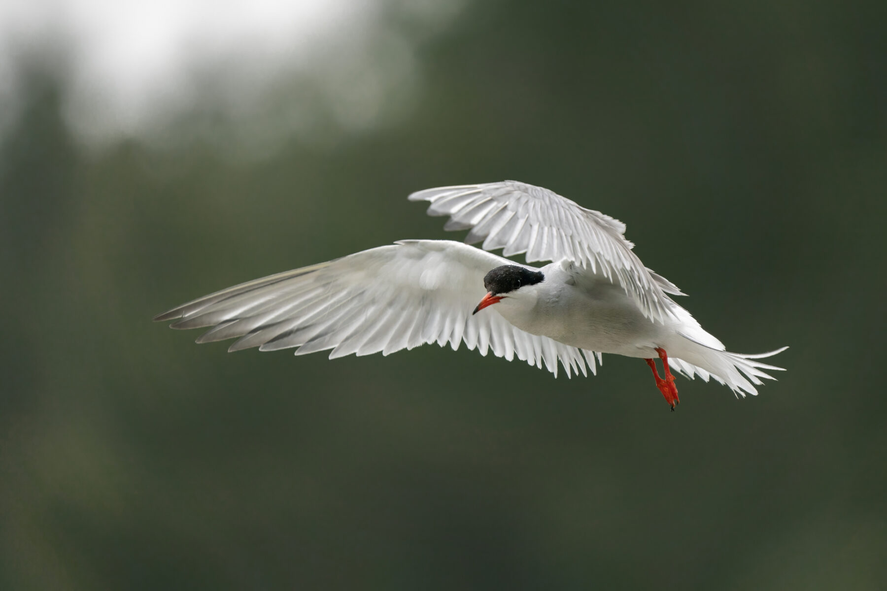 Charrán común Cantábrico Santander