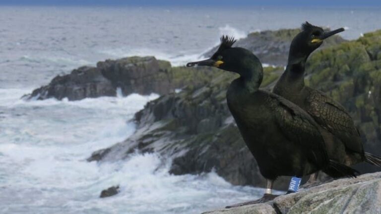 Cormoranes moñudos cambio climático adaptación
