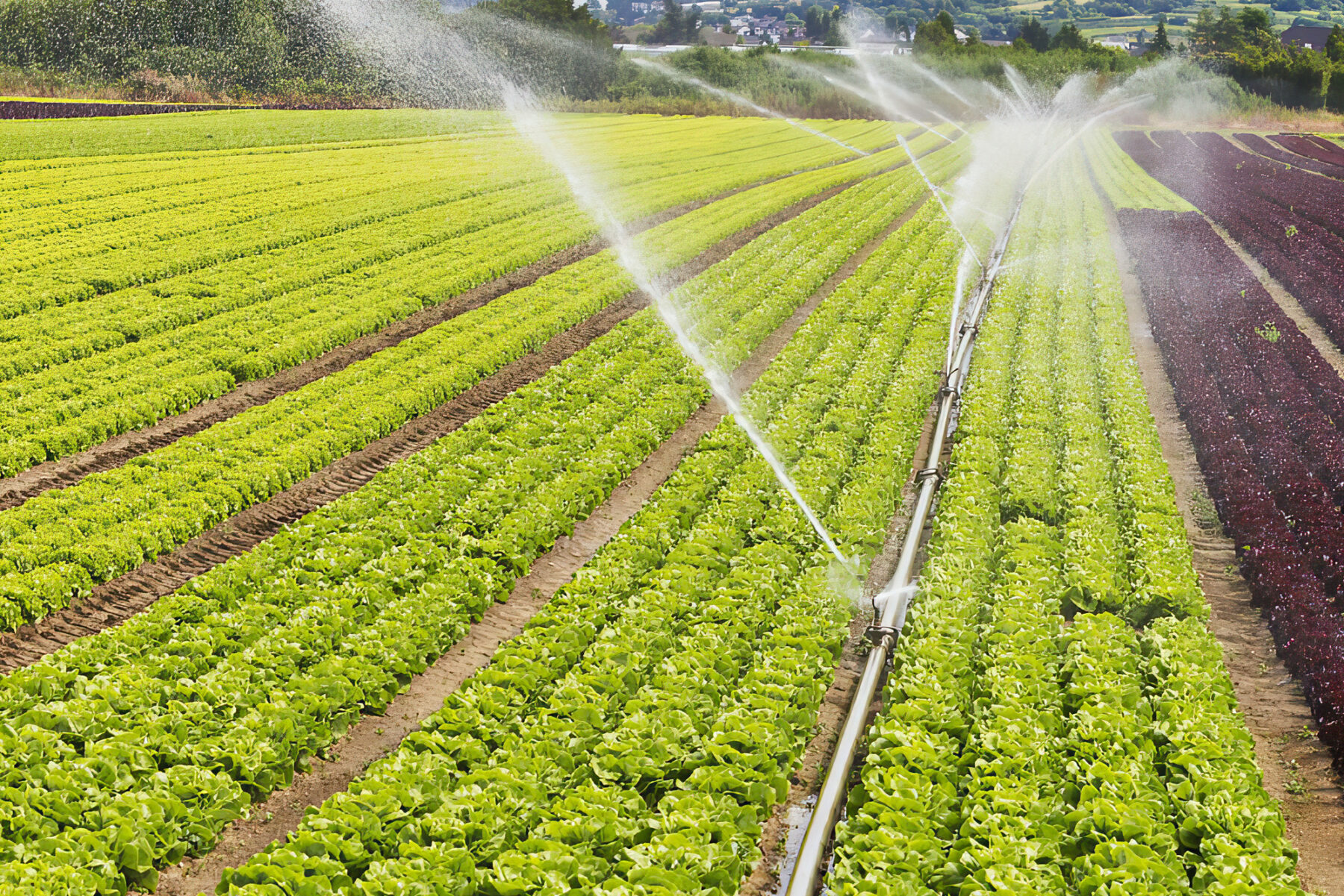 Digitalización agua regadío comunidades