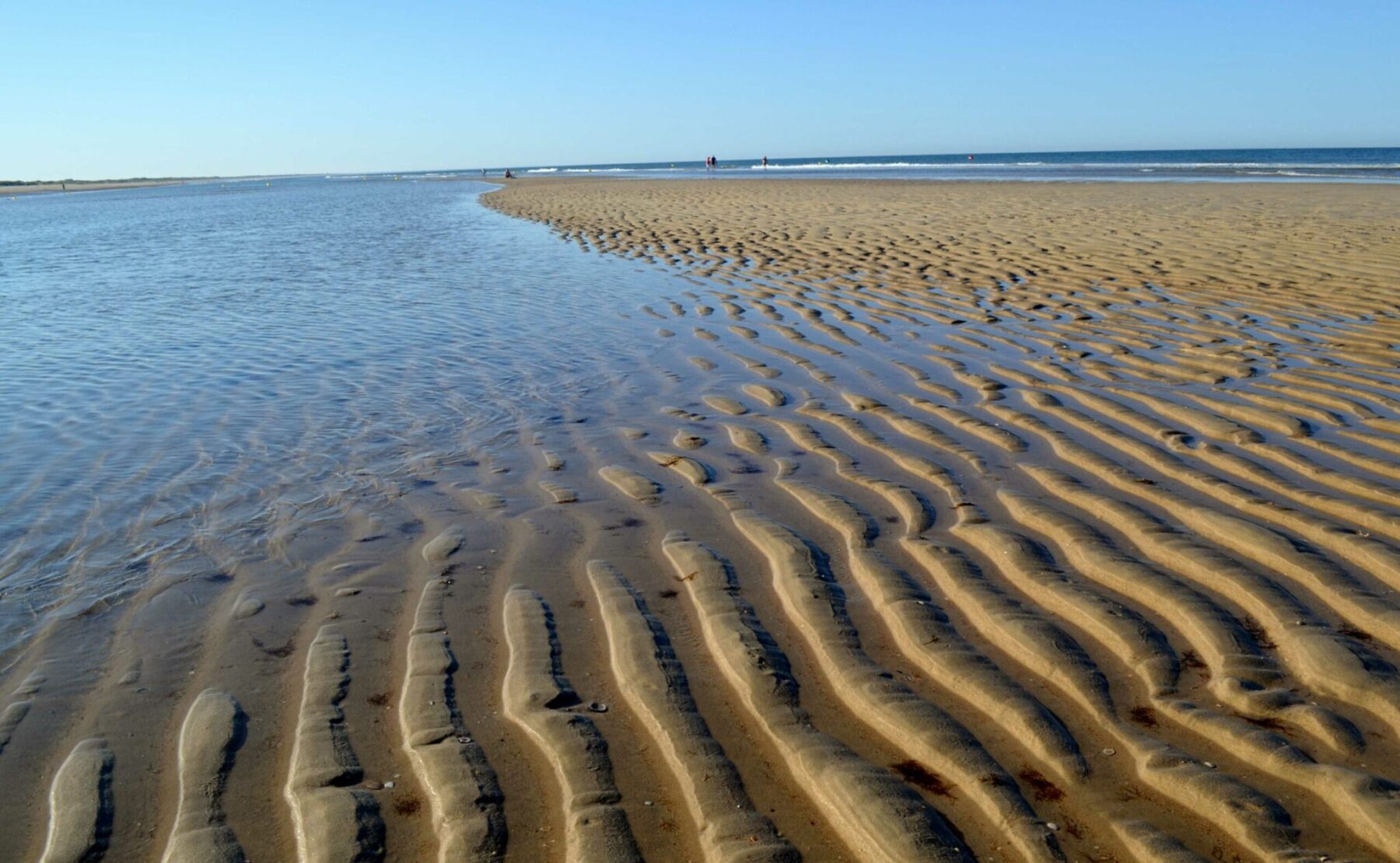 Lagunas peridunares Doñana Matalascañas