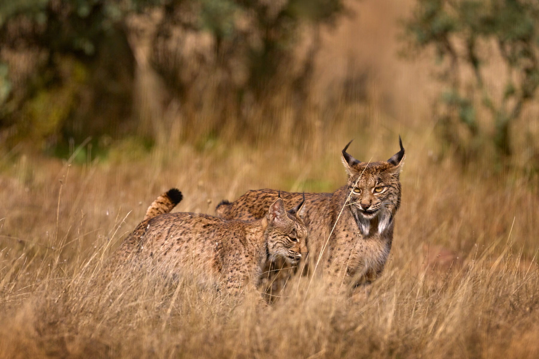 Linces ibéricos atropellados