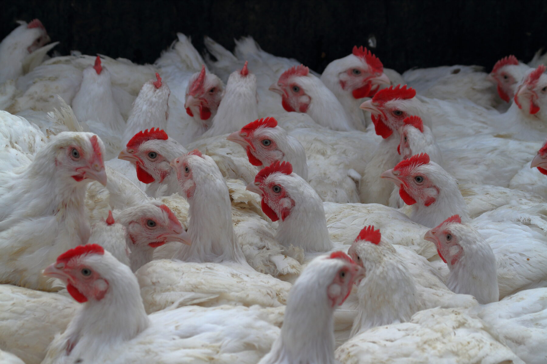 Macrogranja gallinas ponedoras Mallorca