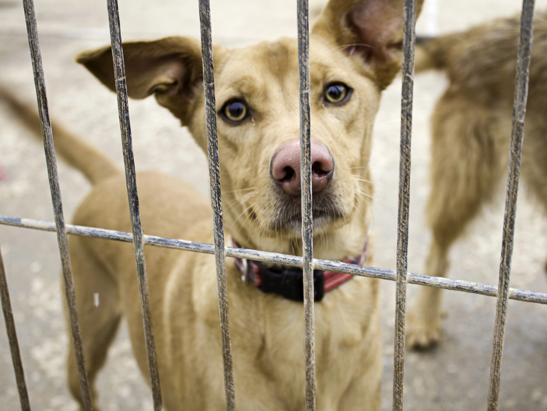 España mascotas abandonadas verano