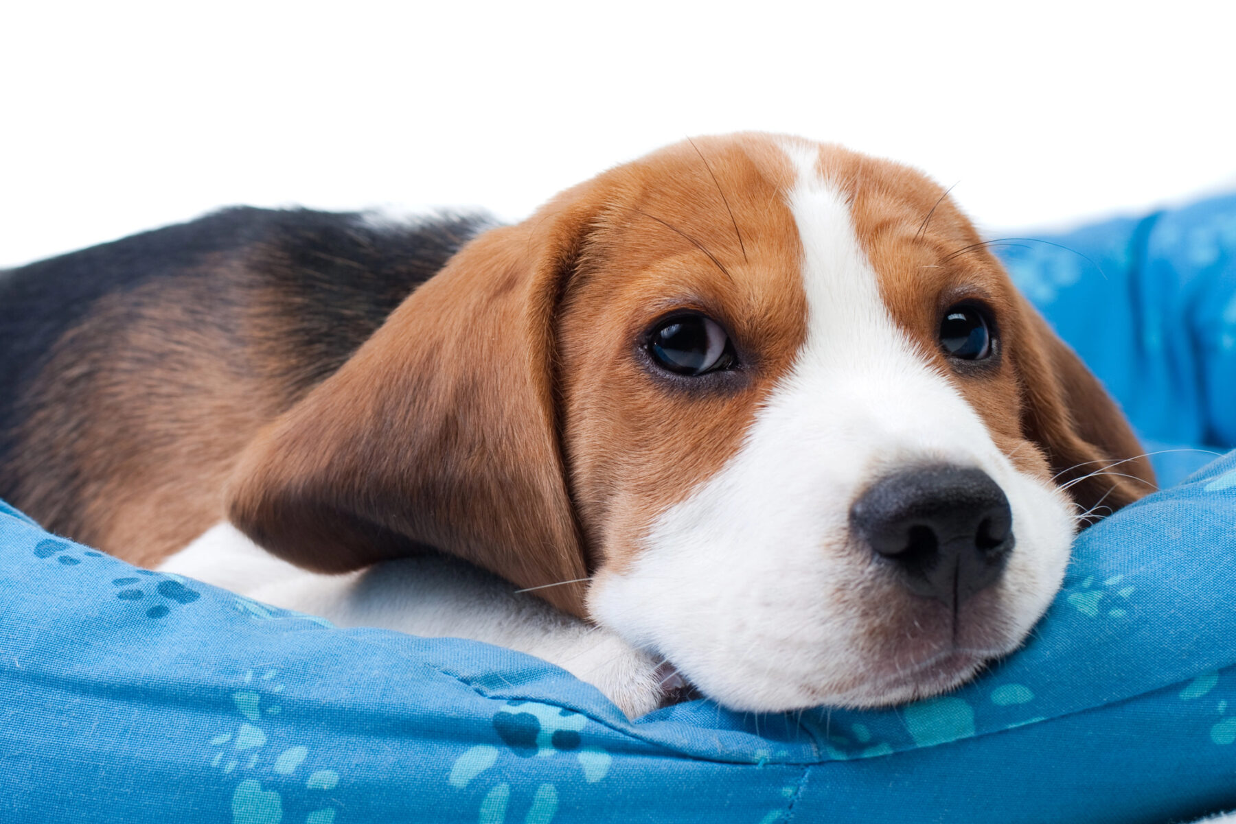 Operacion dog fake 2022 estafa mascotas Navarra