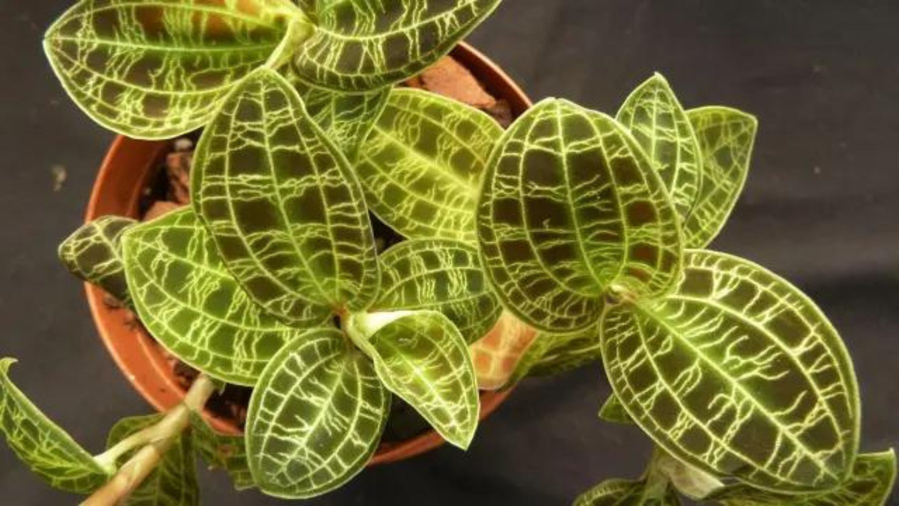 paneles solares planta