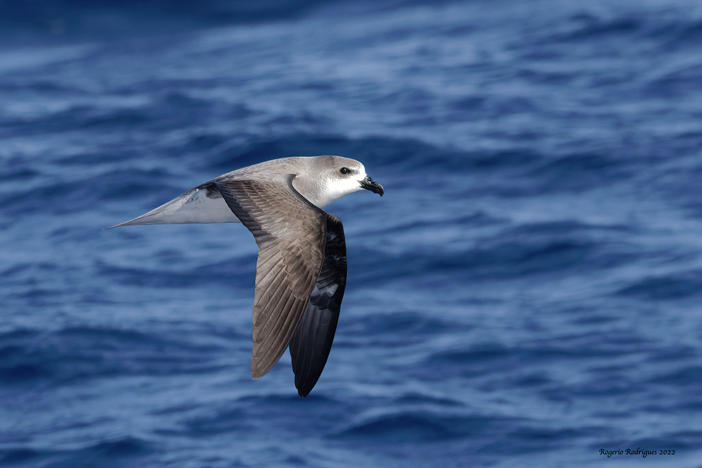 Incendios forestales Madeira petrel freira