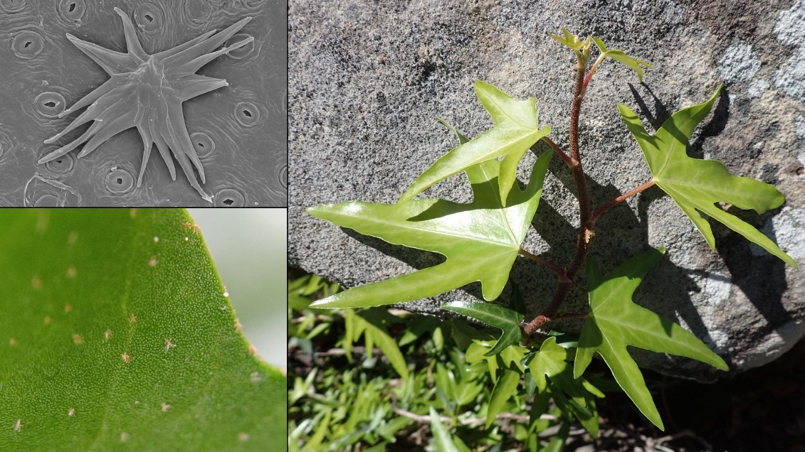 confusión identificación hiedras europeas