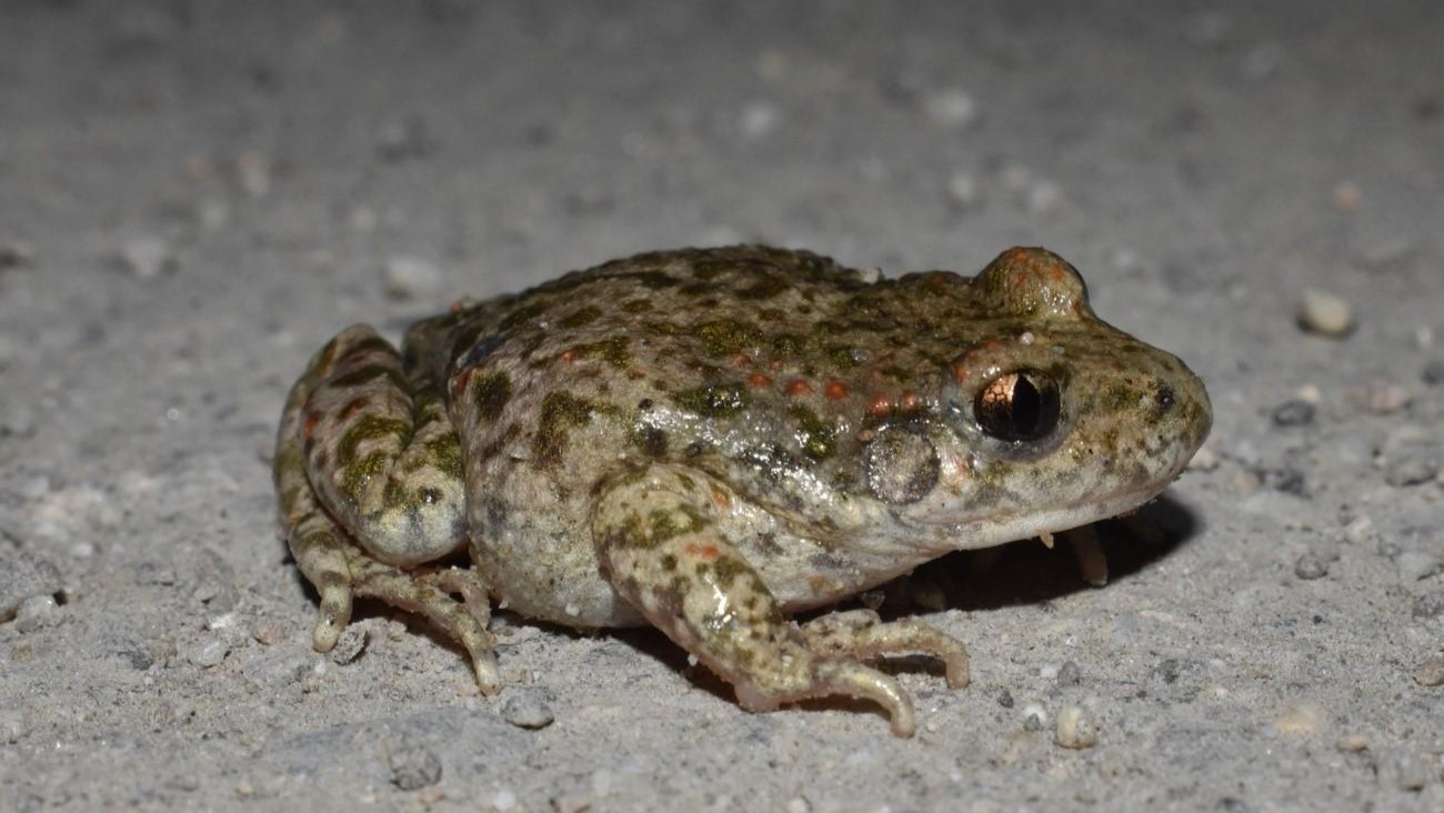 especie invasora sapo partero Madrid