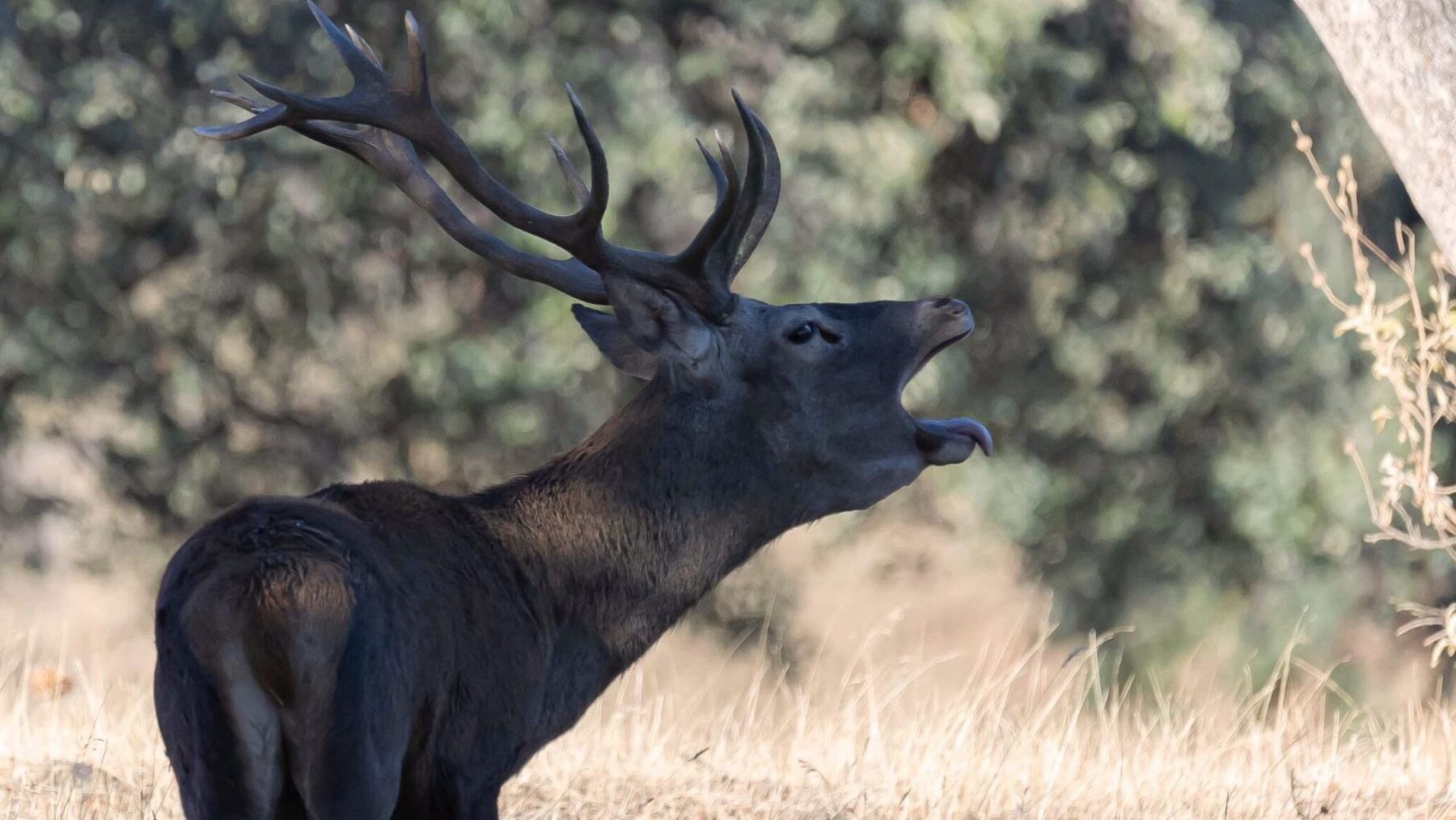 Ecoturismo berrea Andalucía
