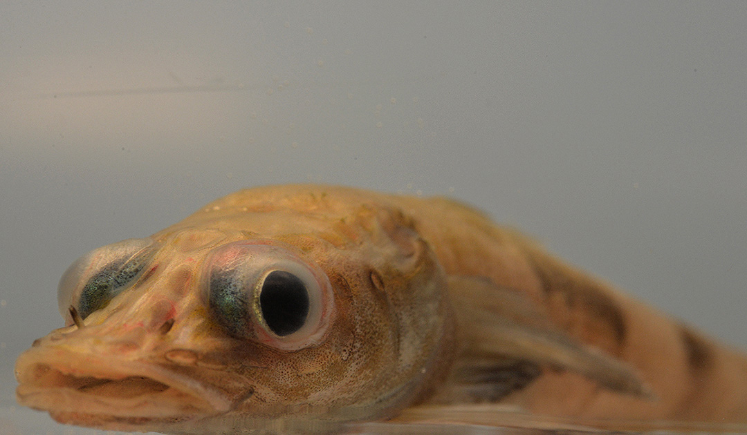 Akarotaxis gouldae pez dragón antártico