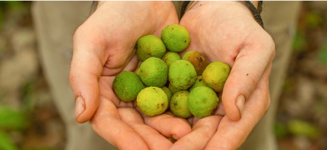 guáimaro deforestación