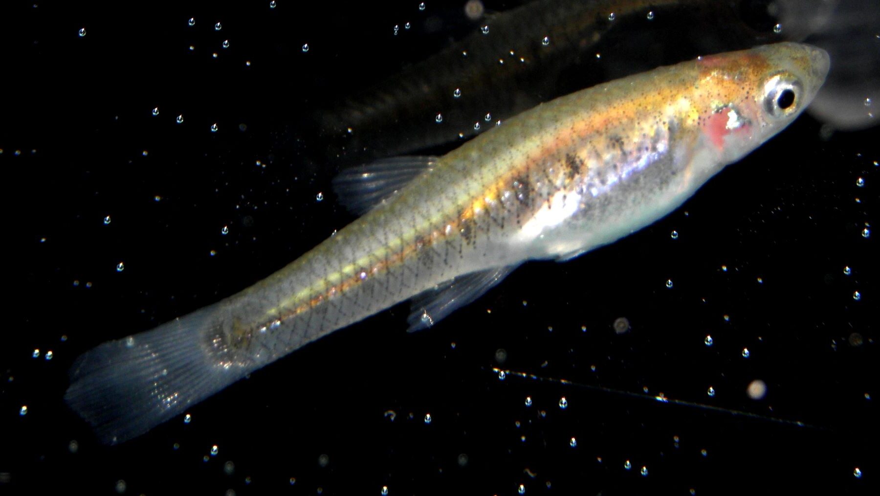 pez autóctono contaminación hidrocarburos