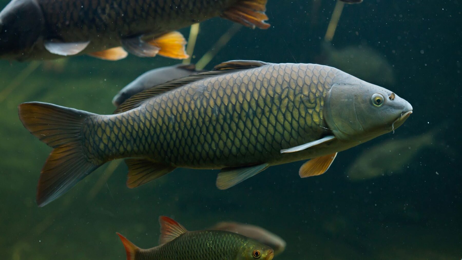 alteraciones ambientales climáticas peces