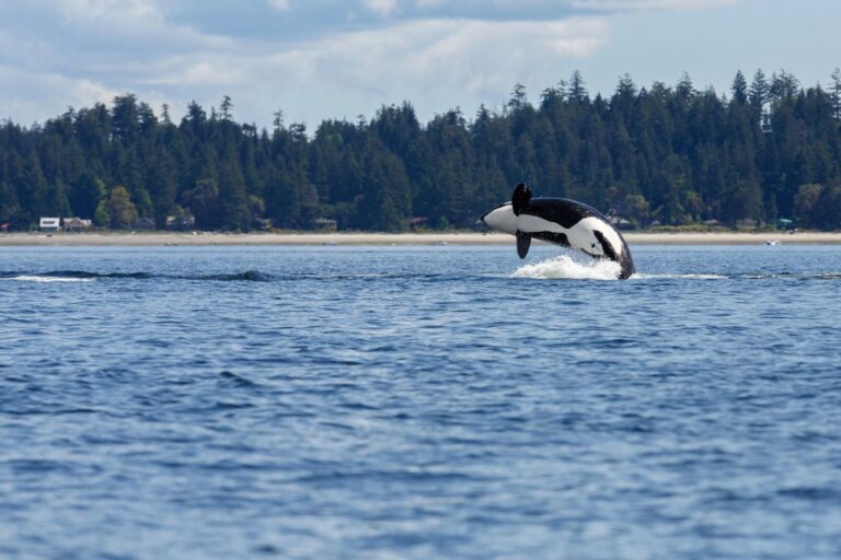 comportamiento orcas chile