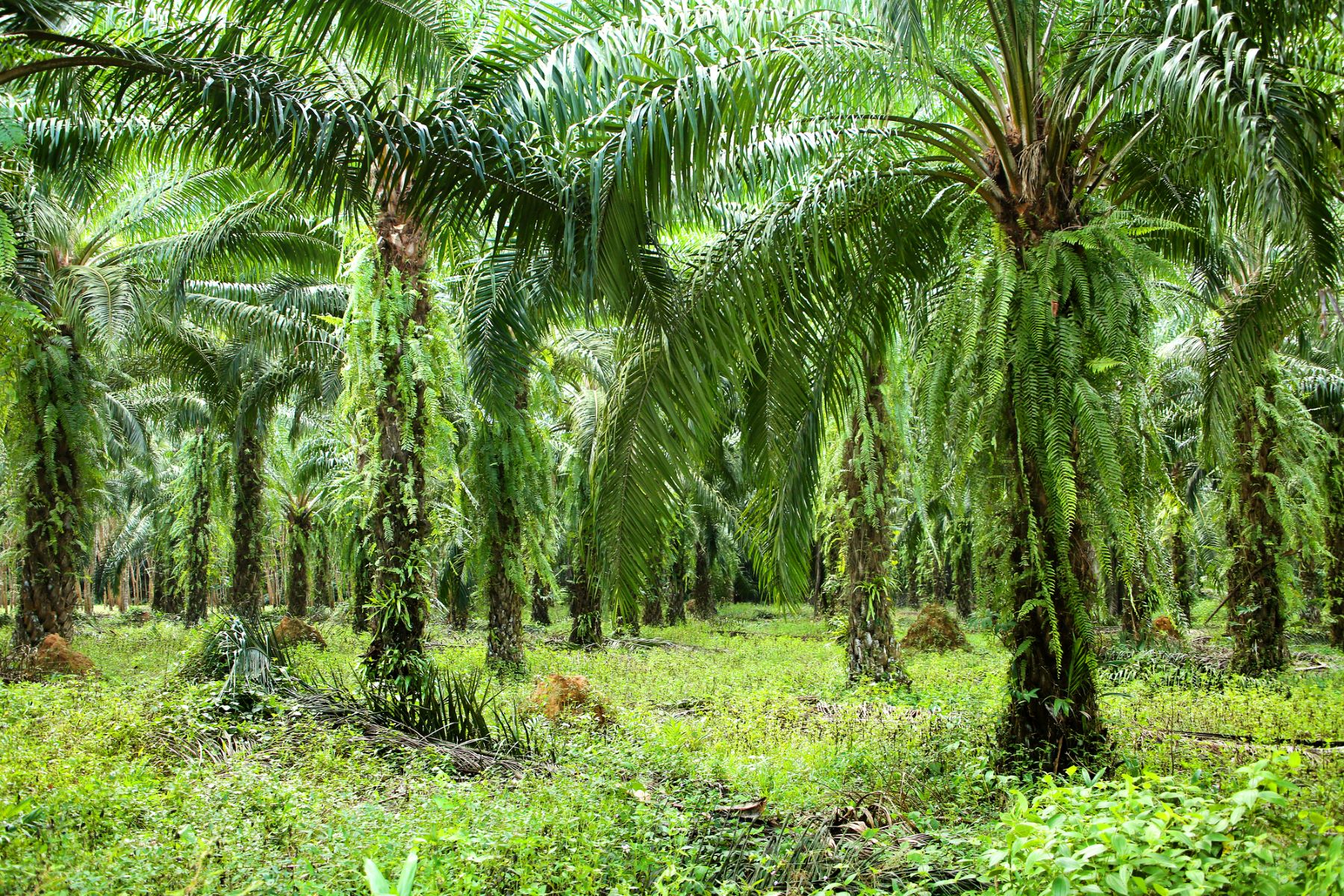 palma aceitera conflictos