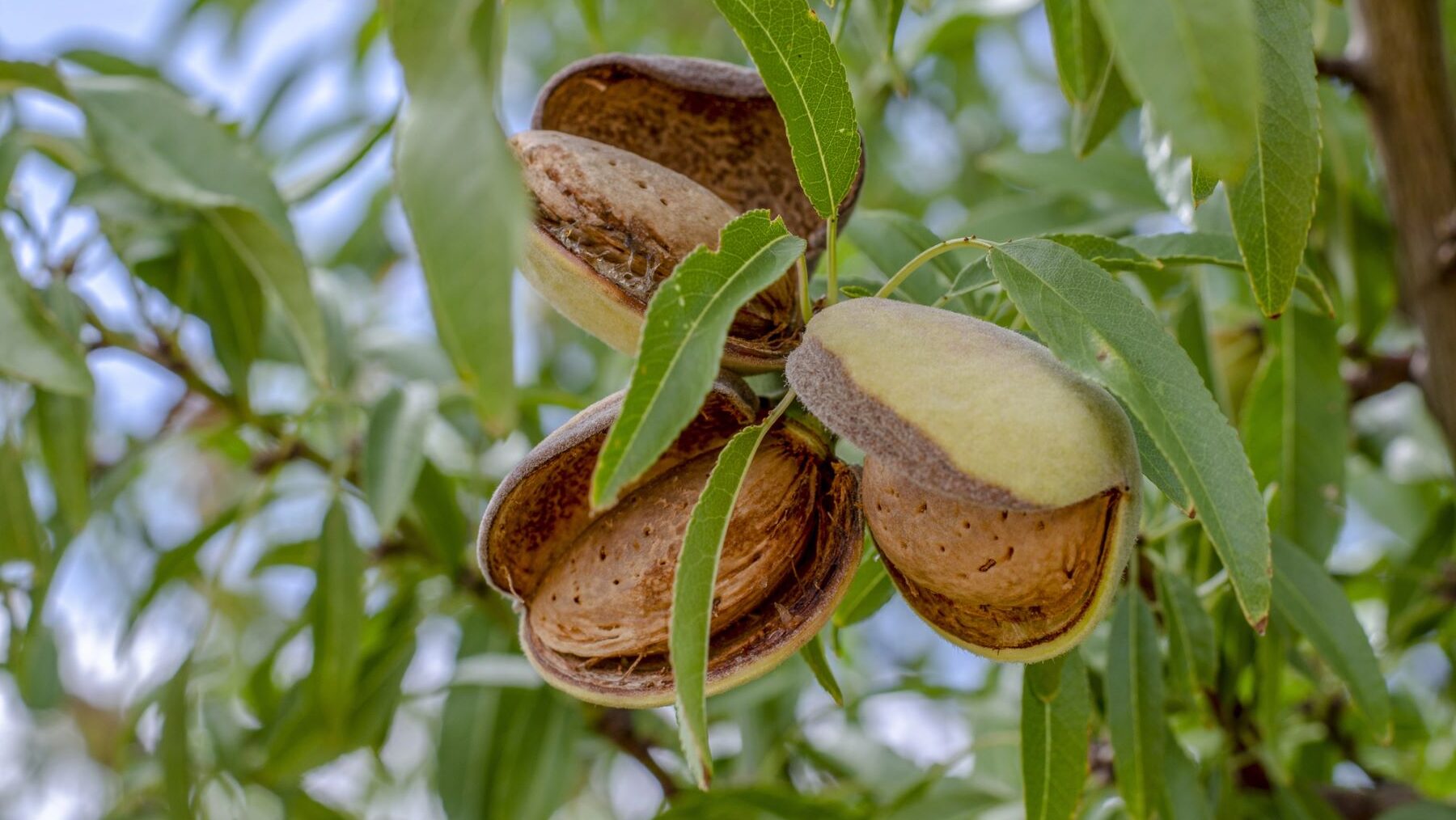 Producción ecológica
