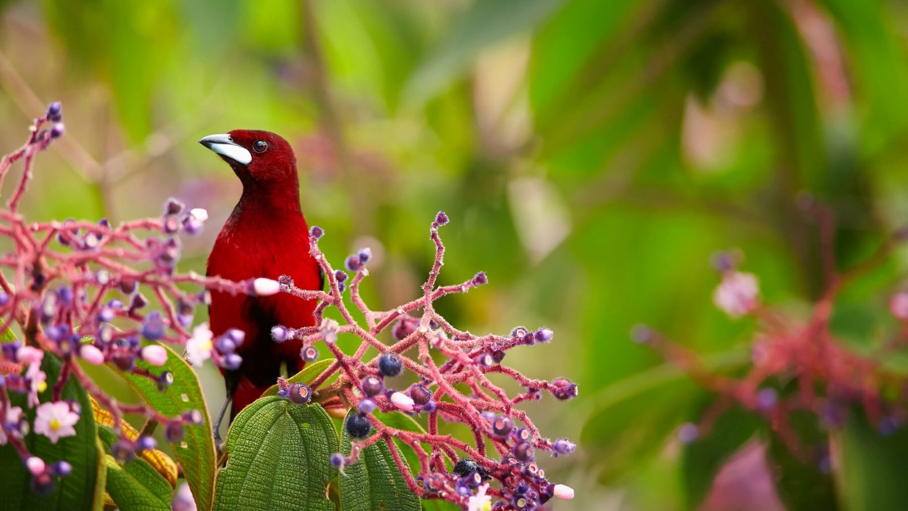 temas clave COP16 Biodiversidad Cali