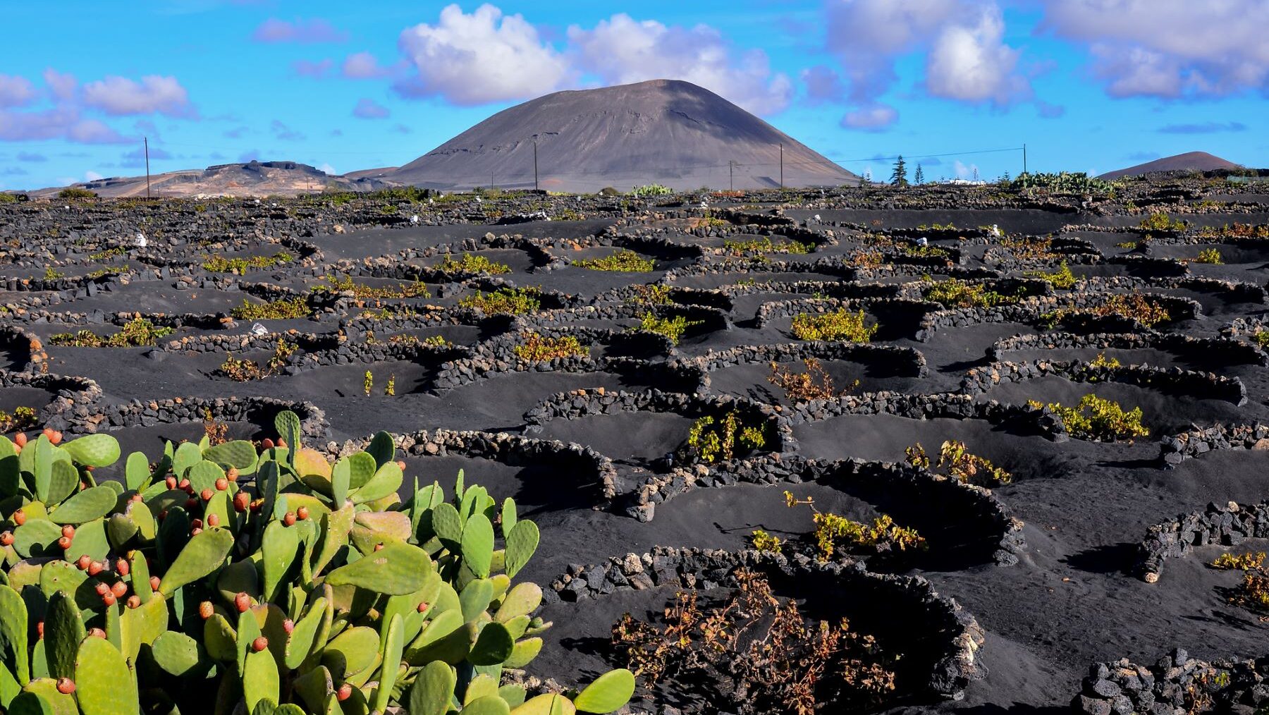 fondos agricultura ecológica canaria