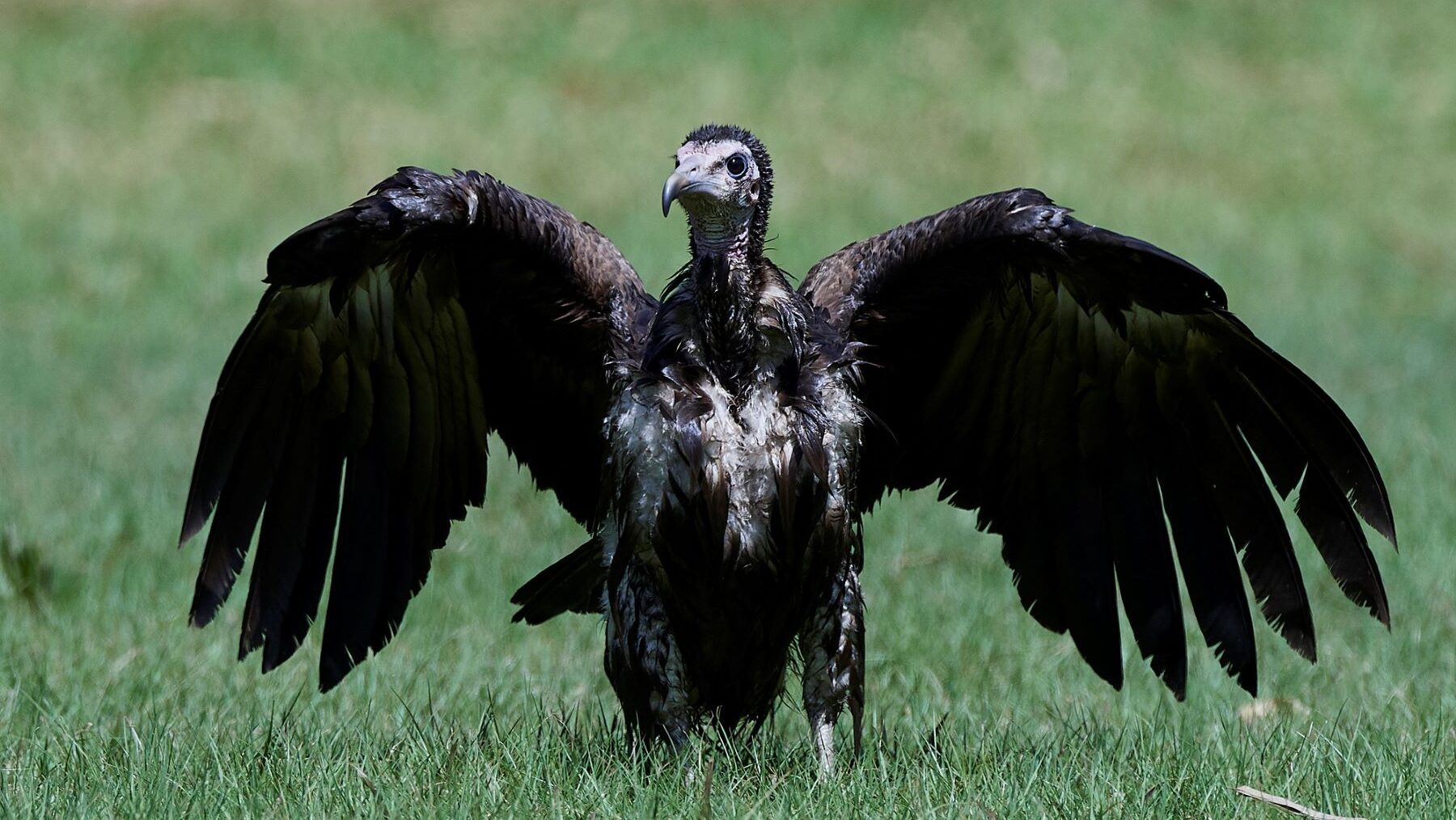 Buitre negro Programa MIGRA