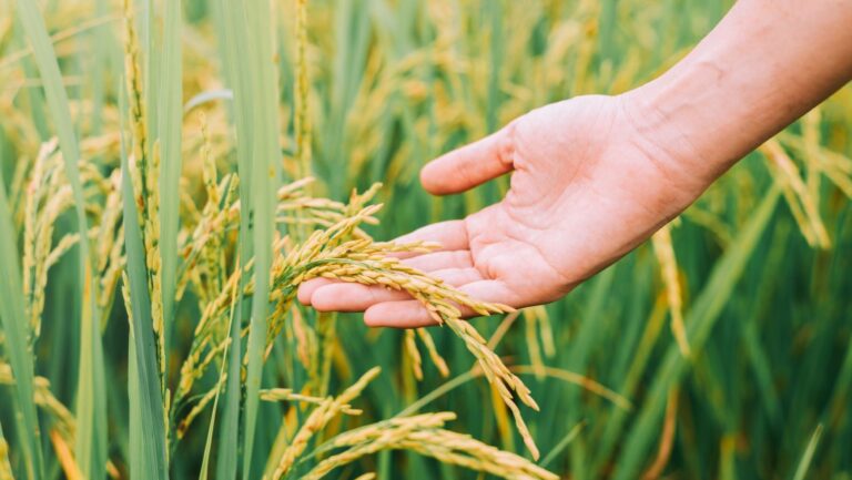 cambio climático afecta producción arroz