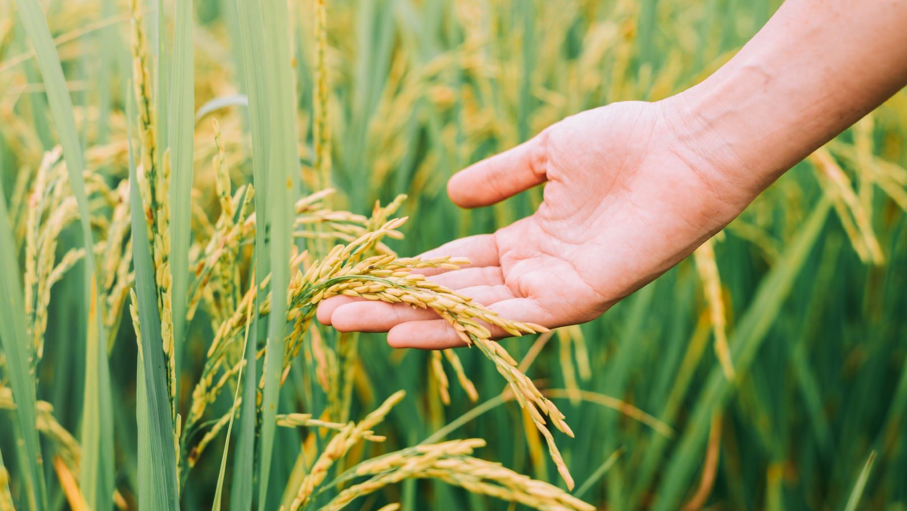 cambio climático afecta producción arroz