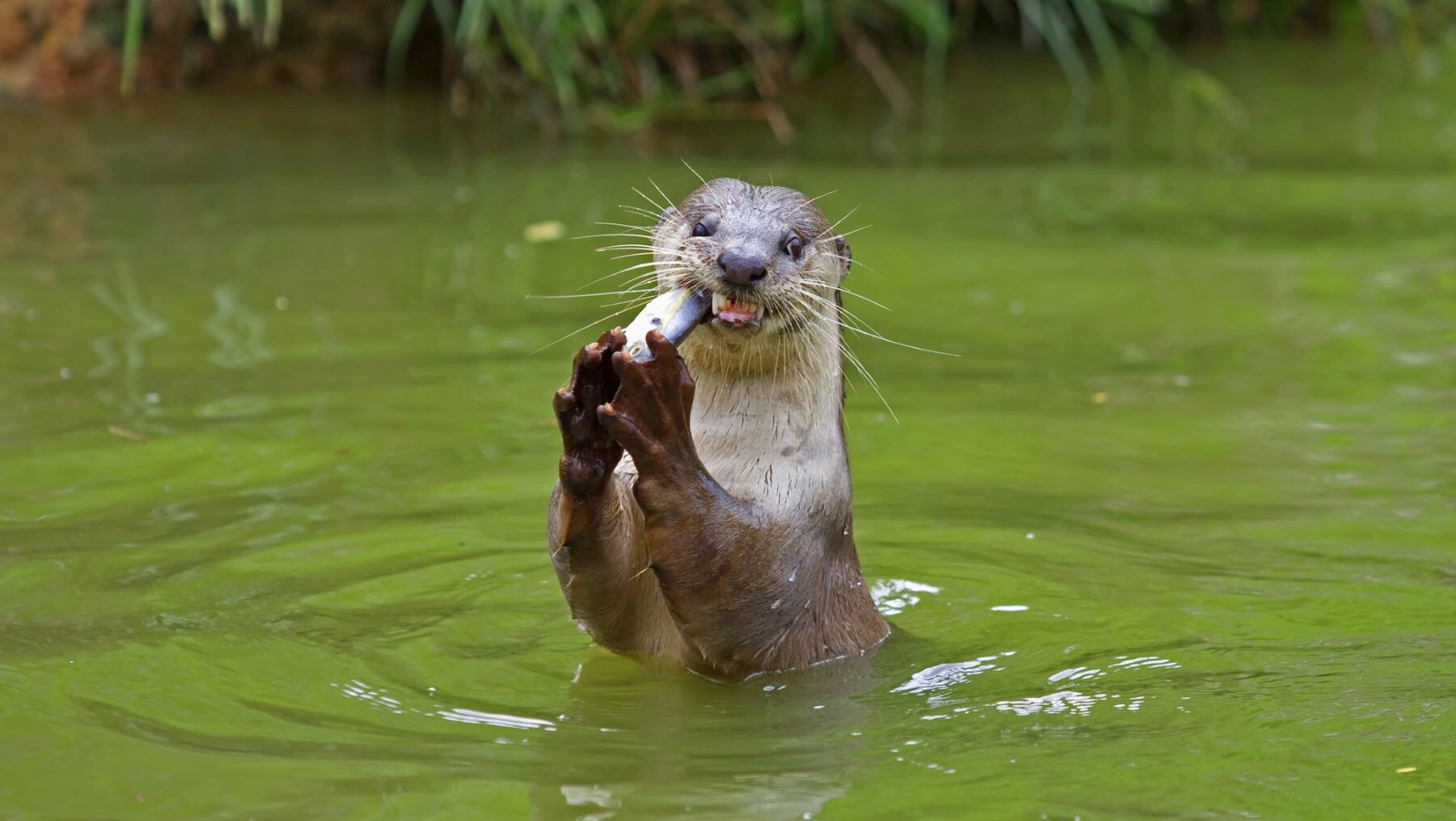 nutria sudamérica