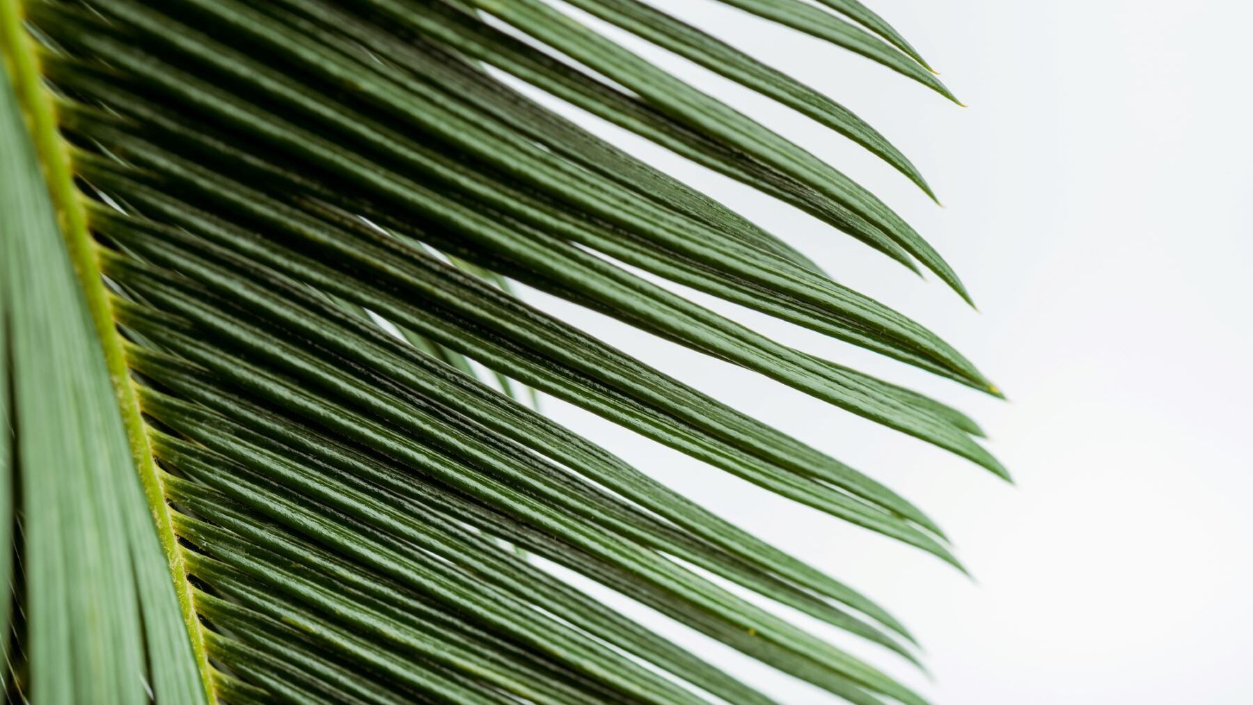 materiales bio-basados