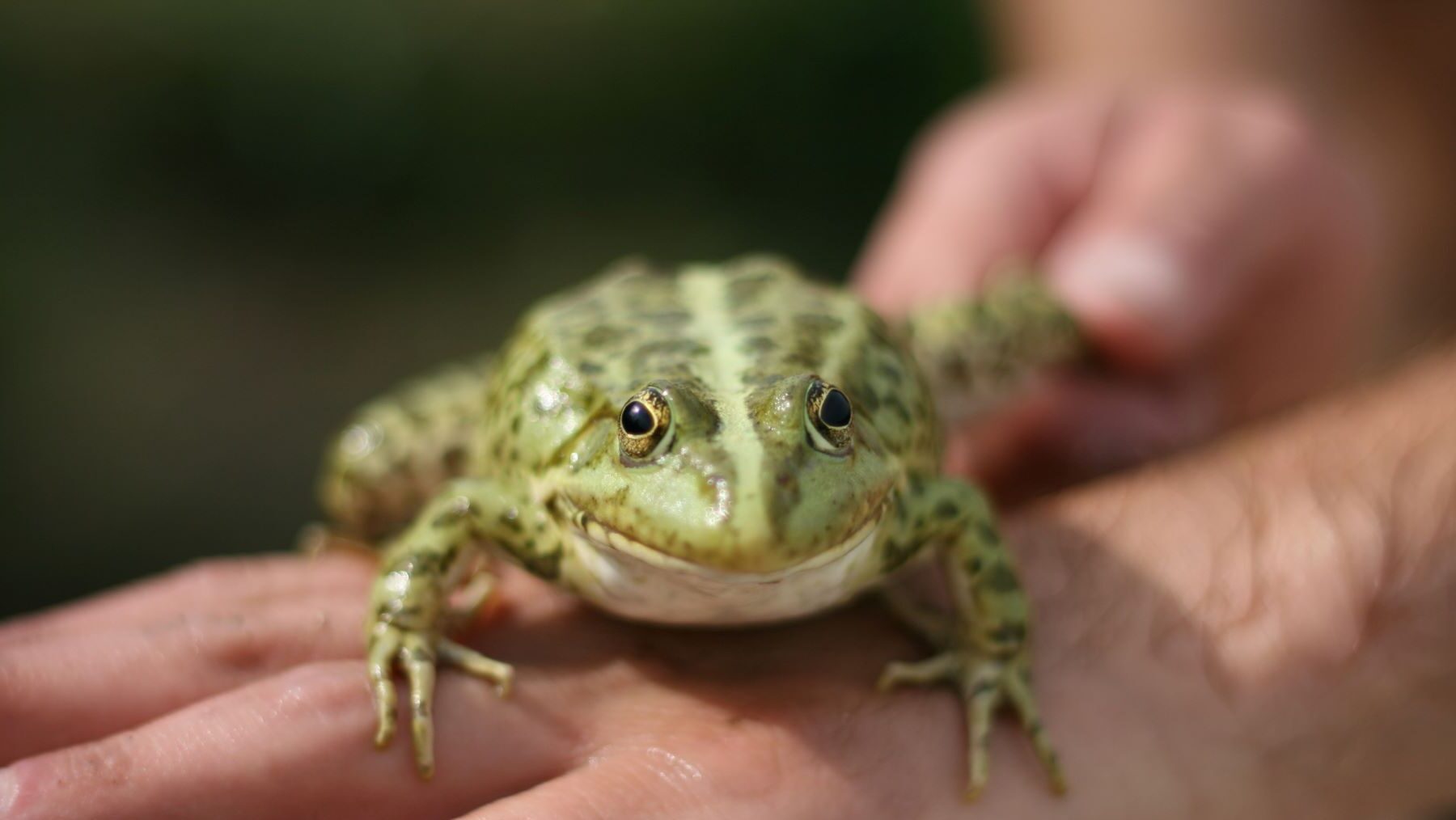 COP de la Biodiversidad