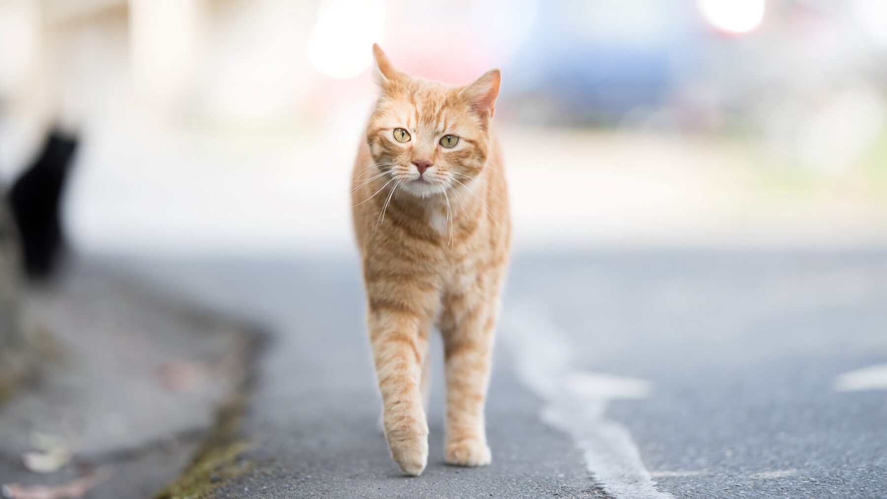 bienestar animal Bilbao