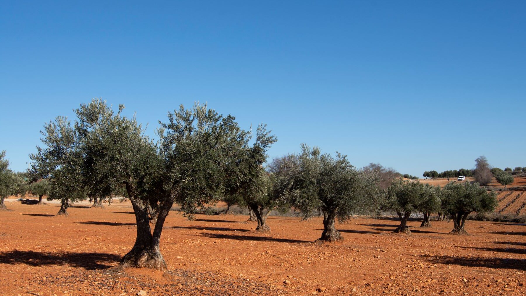 Día Europeo Agricultura Ecológica 2024, Murcia celebración