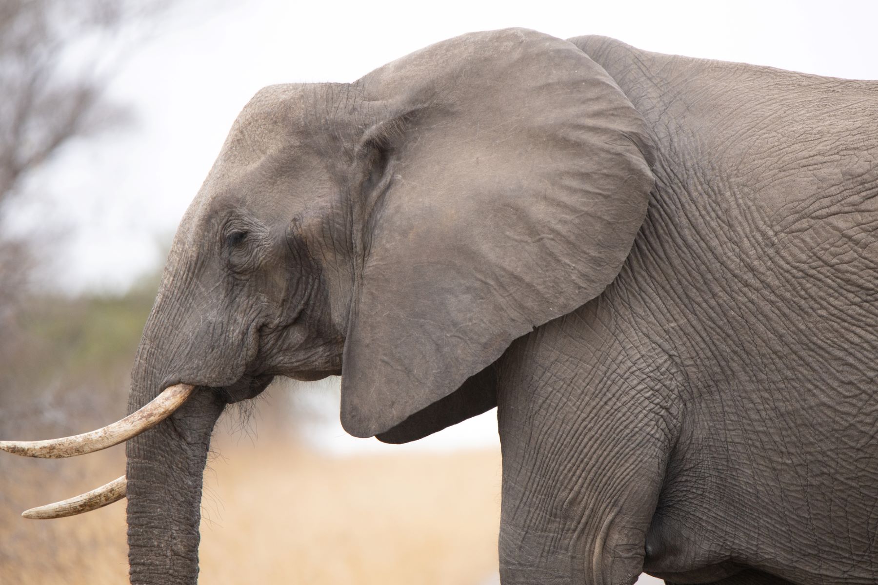 animales audición increíble