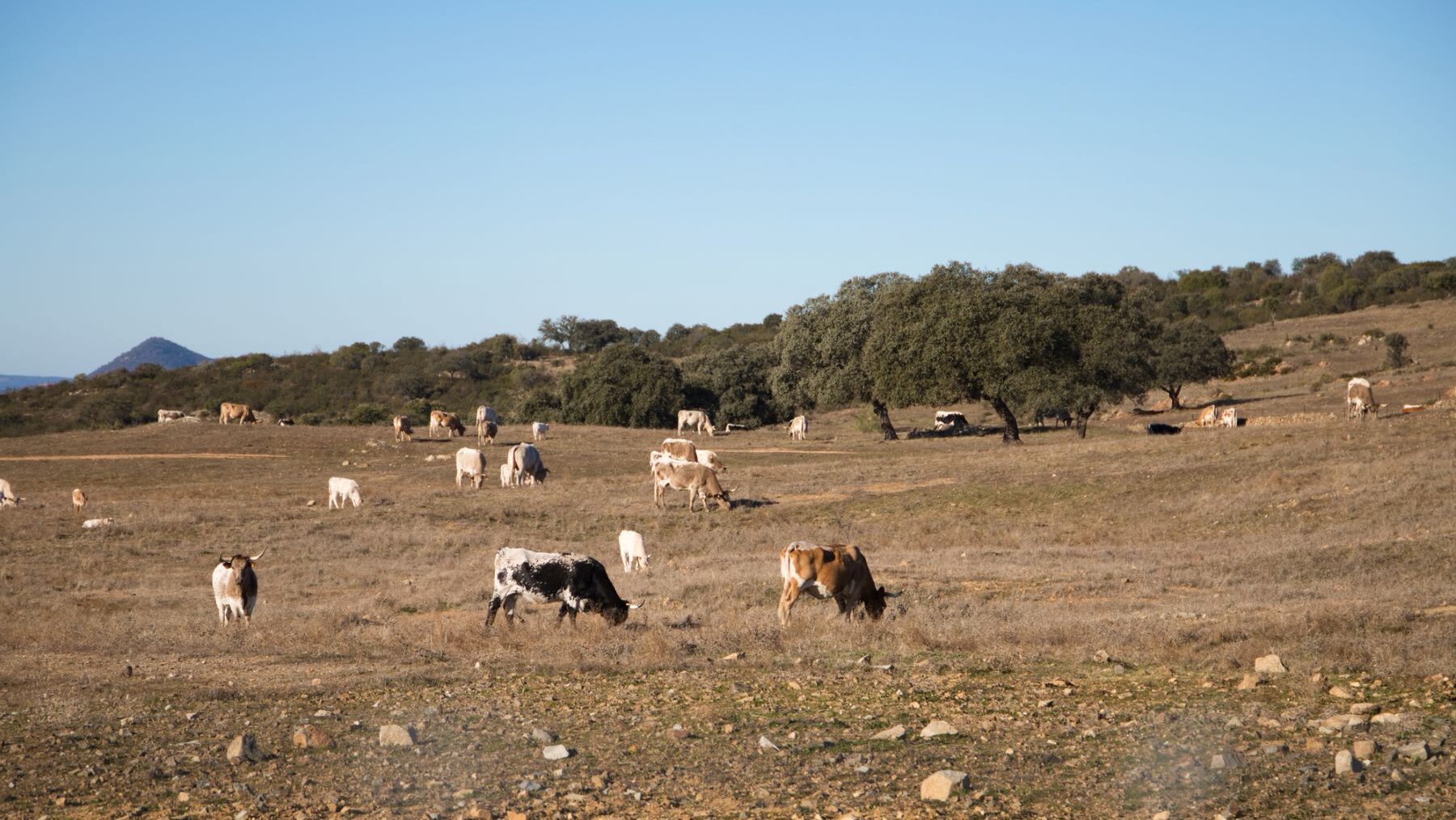 Pastizales emisiones CO2