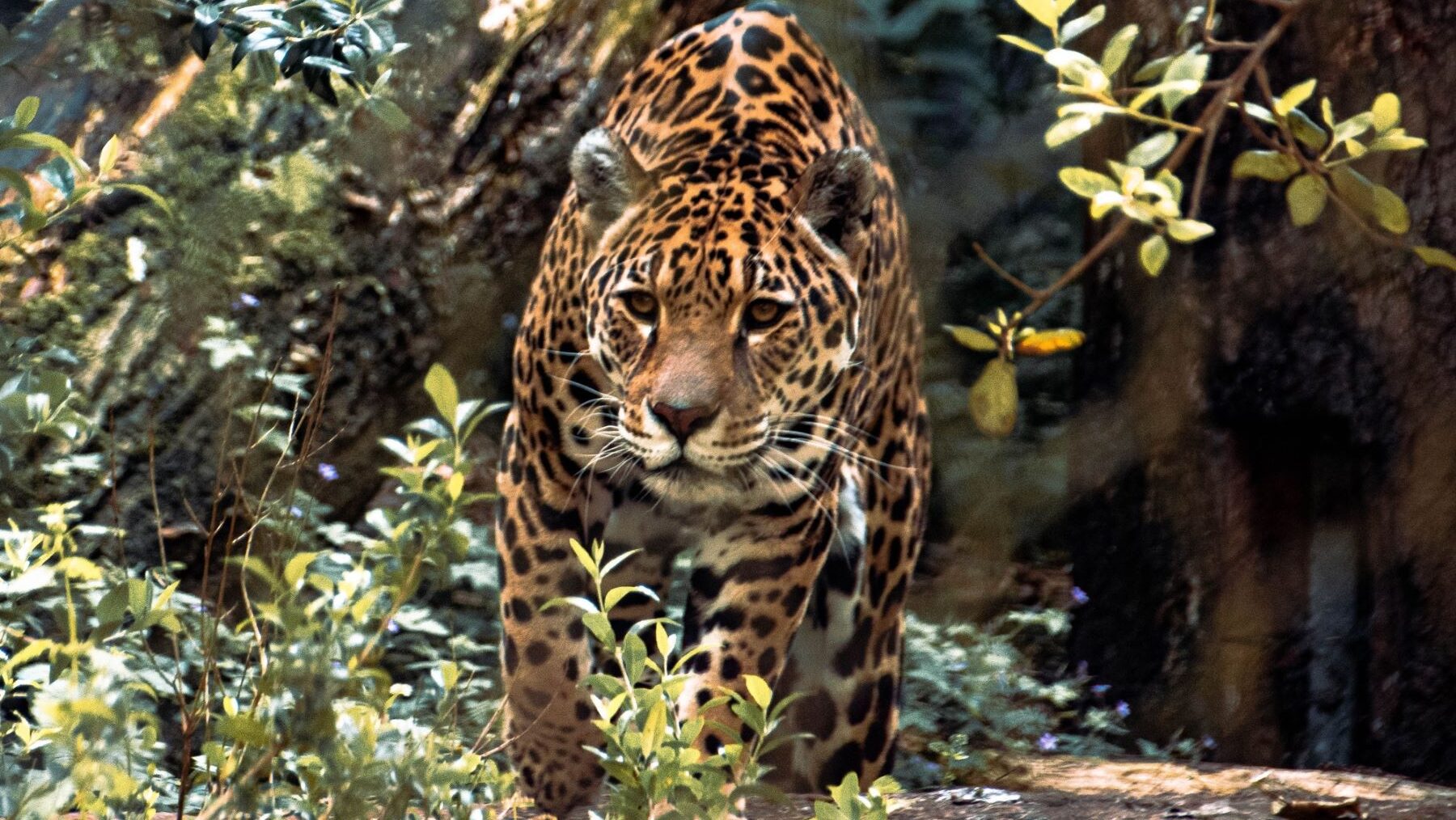 jaguares ganaderos Costa Rica