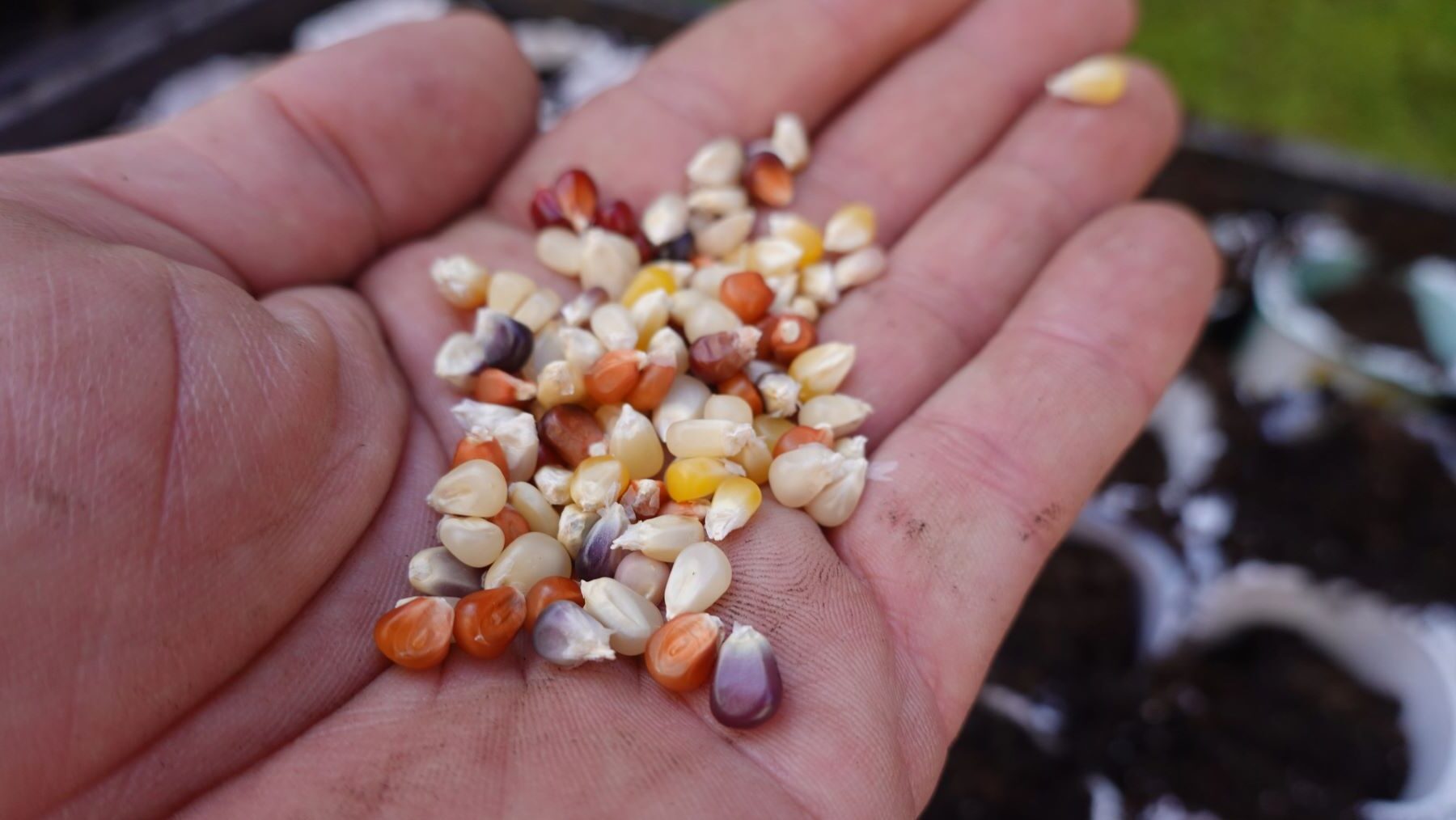 banco de semillas cambio climático