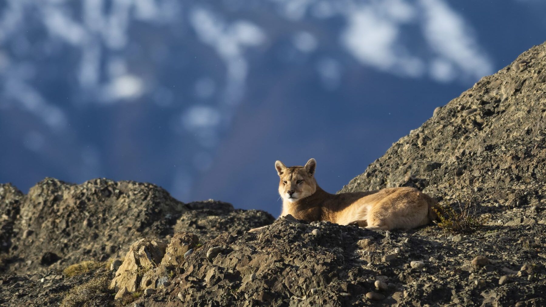 Mujeres felinos andes