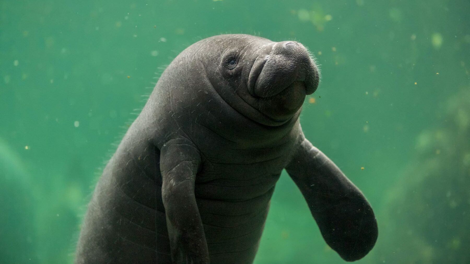 Manatíes identificar vocalizaciones