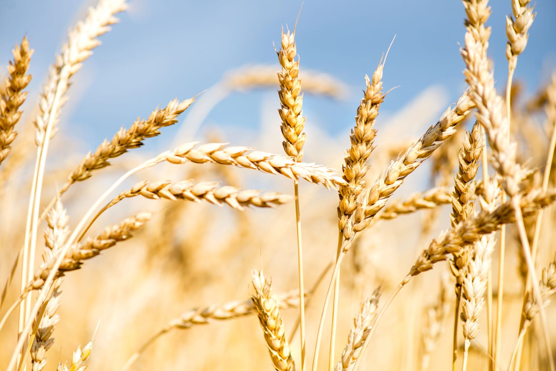 CLIMSOSTRIGO sostenibilidad trigo