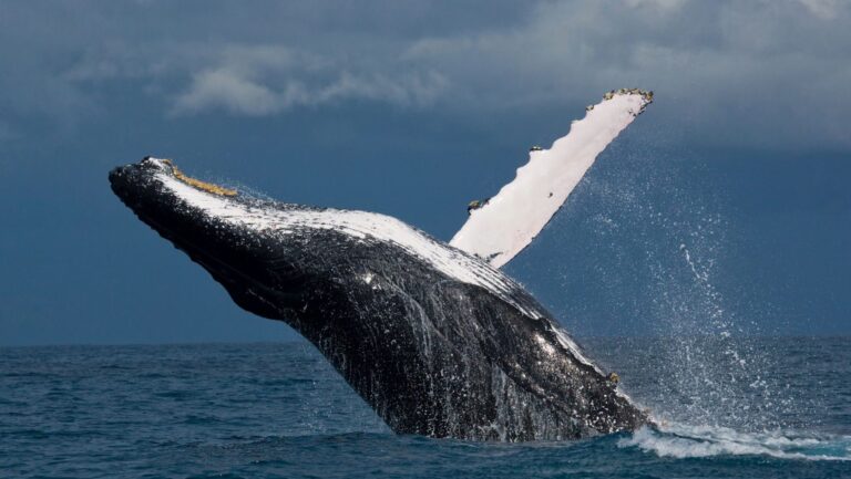 Golfo California megaproyecto gas riesgo ballenas