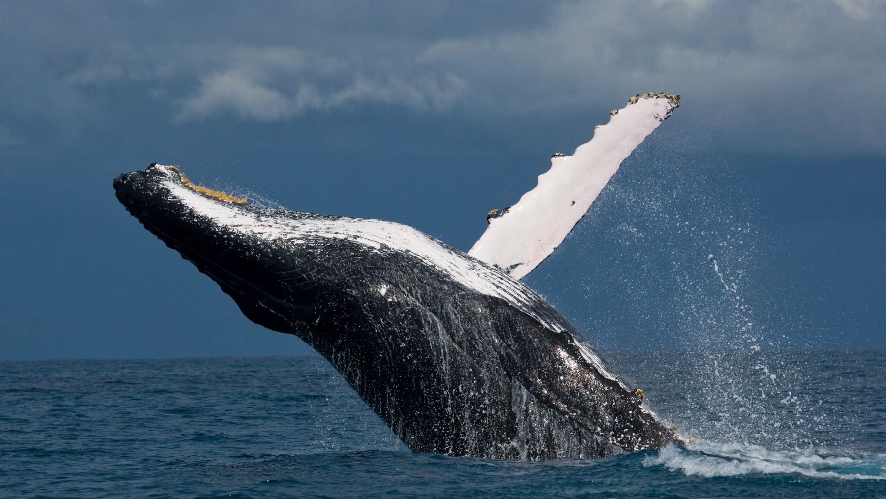 Golfo California megaproyecto gas riesgo ballenas