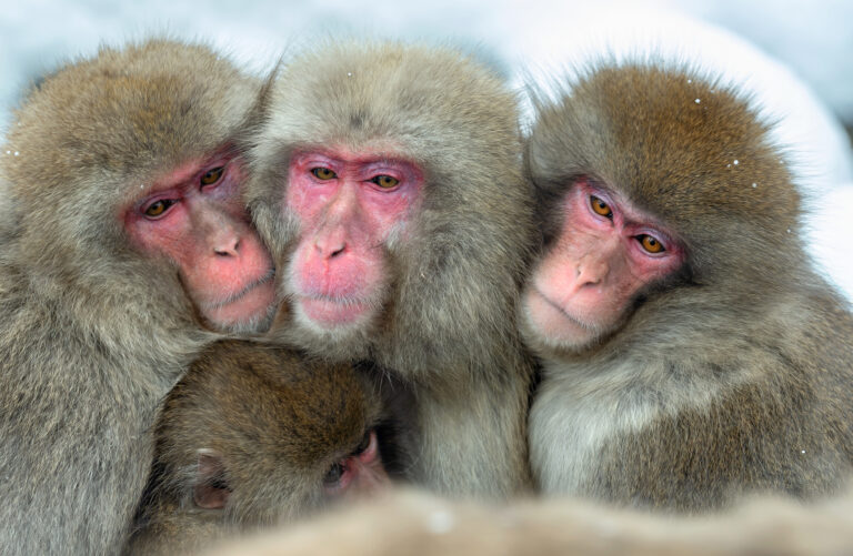 Día Internacional de los Primates 2024 amenazados